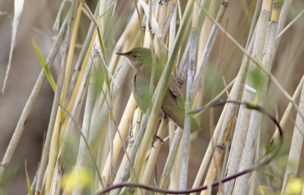 Savi`s Warbler