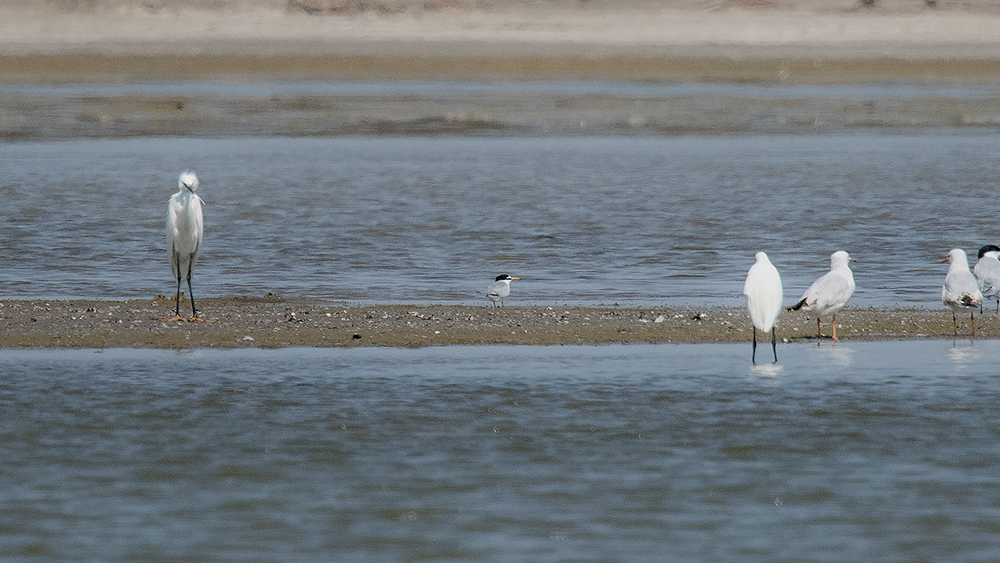 Little Tern