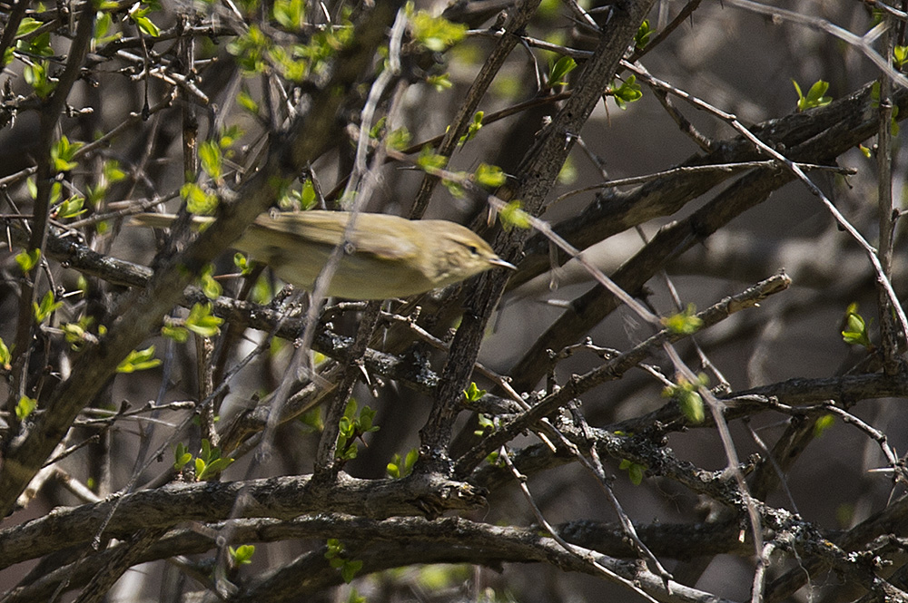 Willow Warbler