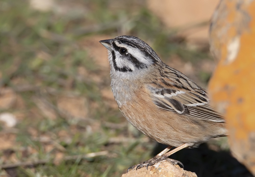Rock Bunting