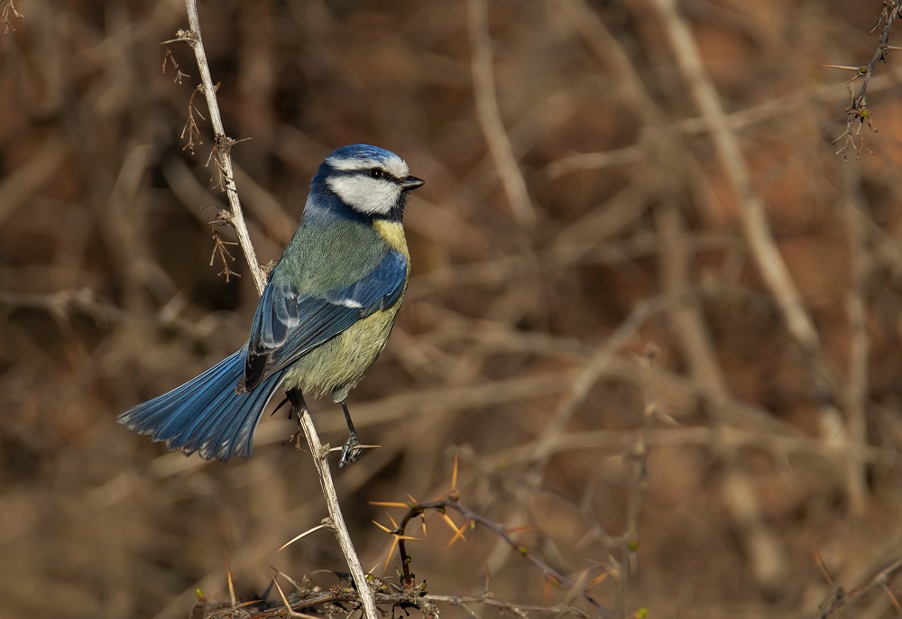 Eurasian Blue Tit