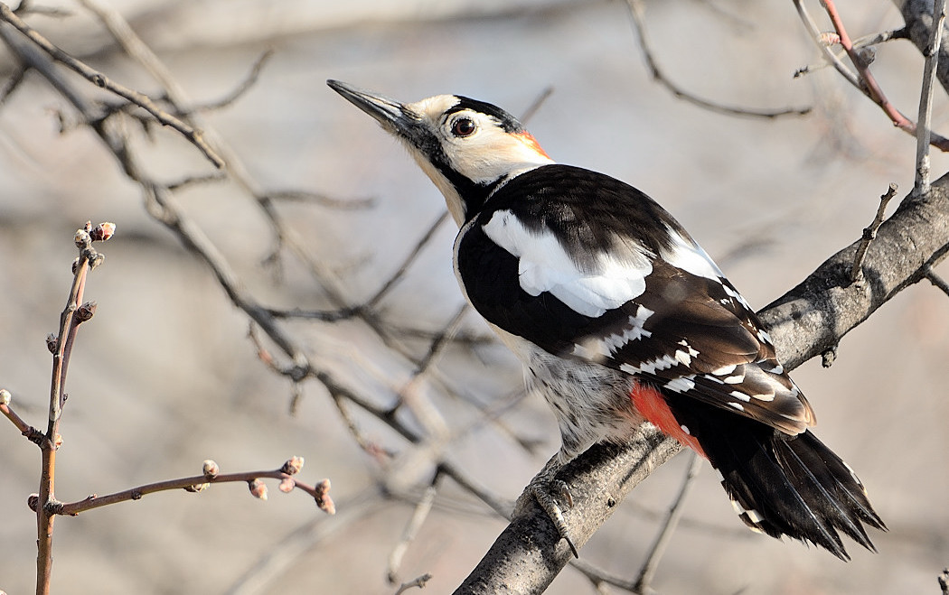 Syrian Woodpecker
