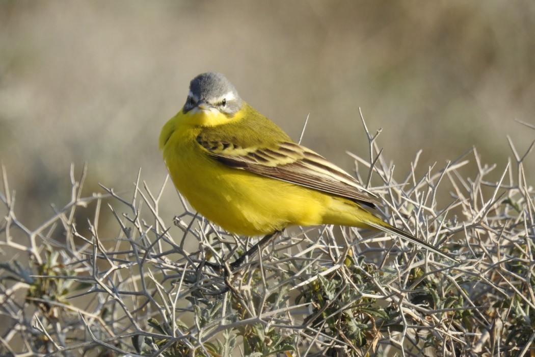 Western Yellow Wagtail