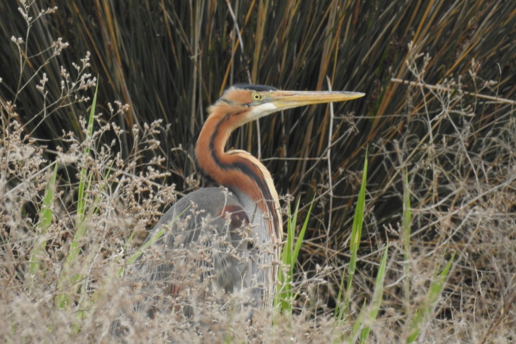Purple Heron