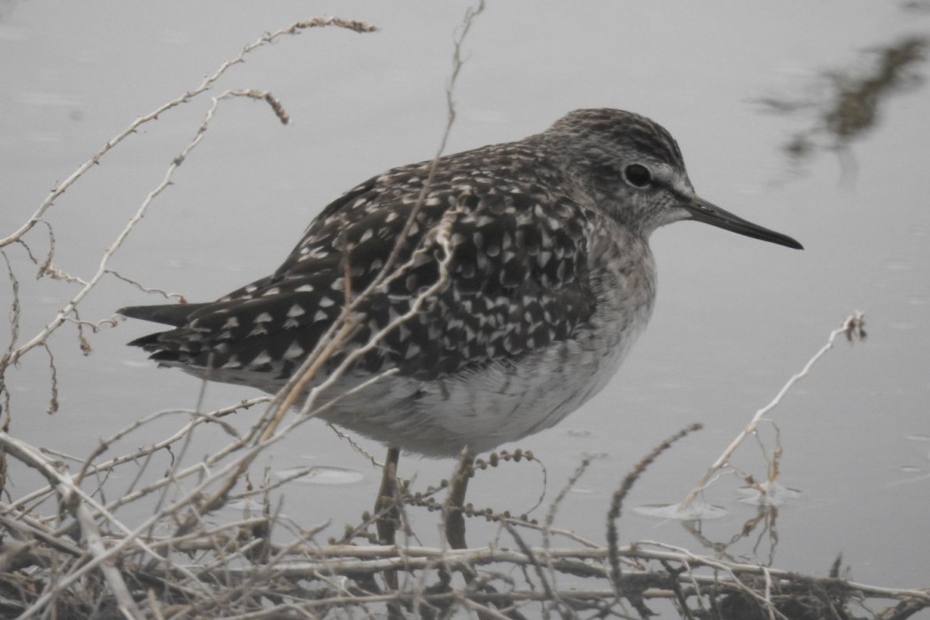 Wood Sandpiper