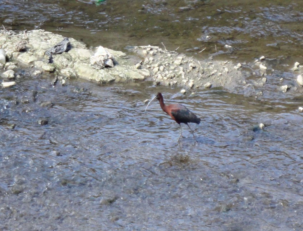 Glossy Ibis