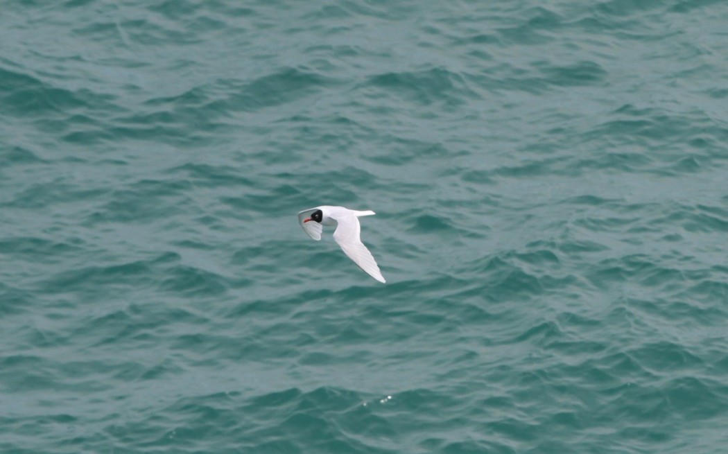 Mediterranean Gull