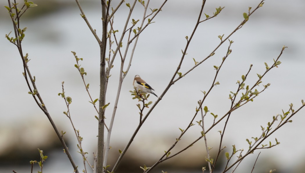 European Goldfinch