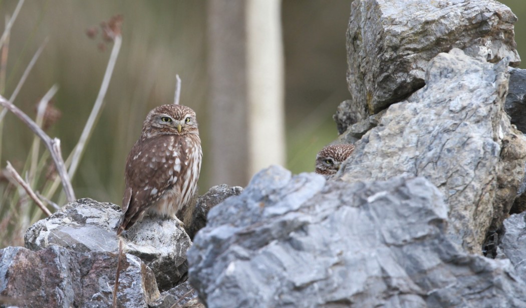 Little Owl