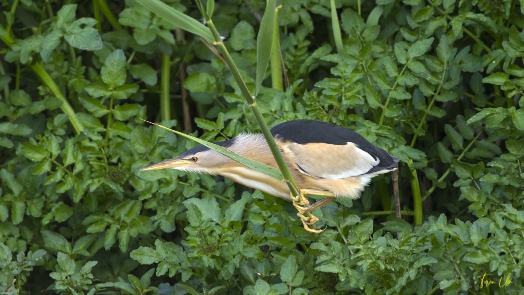 Little Bittern