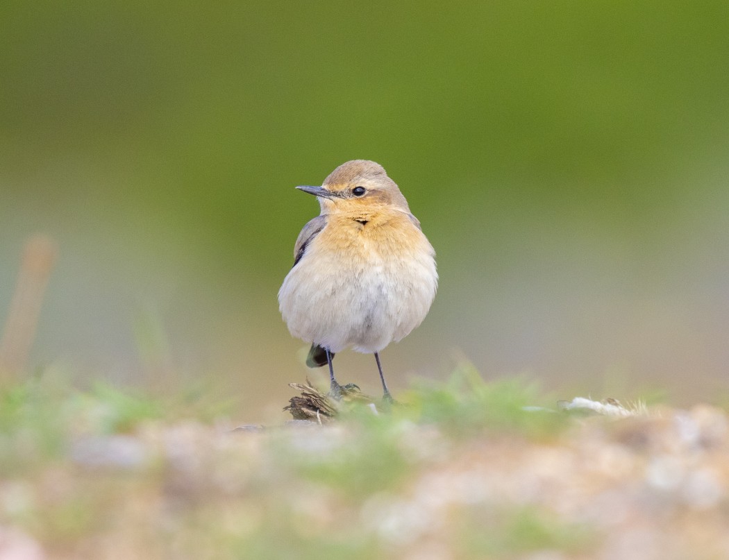 Isabelline Wheatear