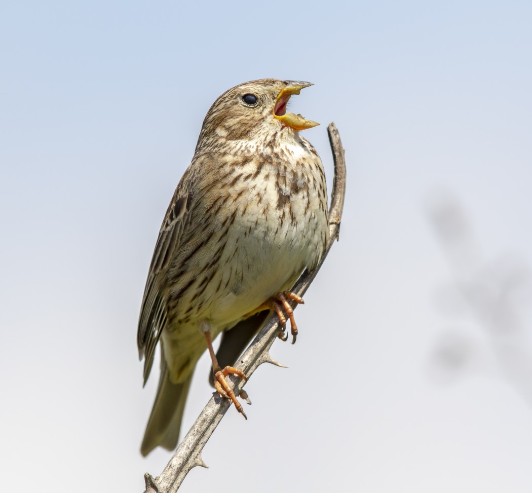 Corn Bunting