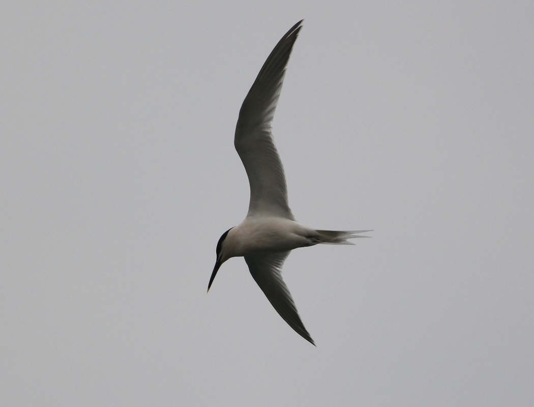 Common Tern