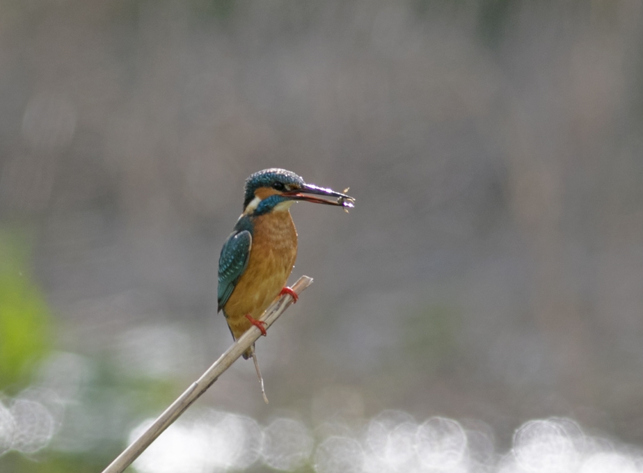 Common Kingfisher