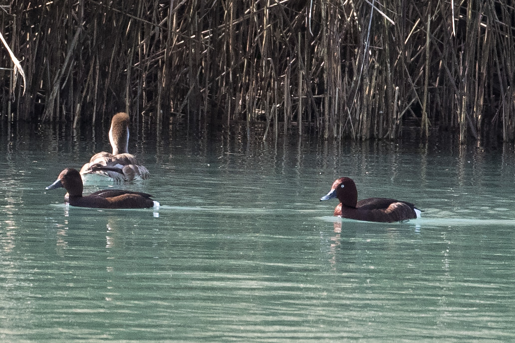 Ferruginous Duck