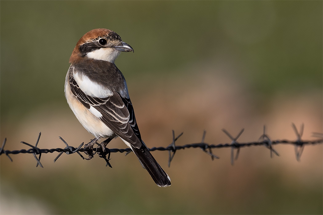 Woodchat Shrike