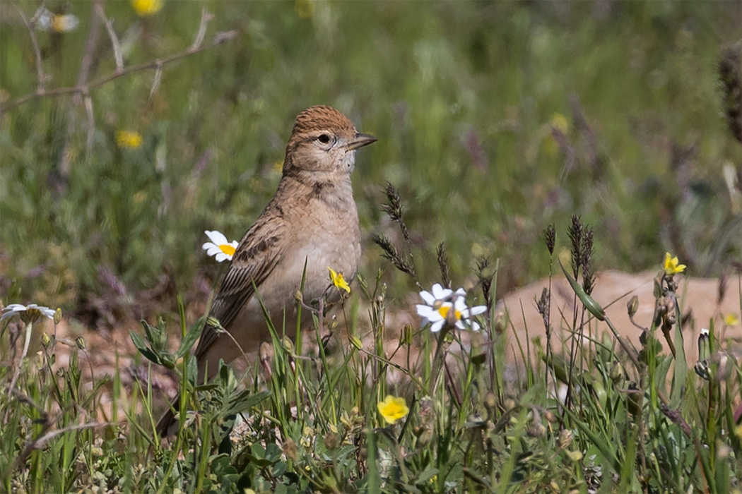 Greater Short-toed Lark
