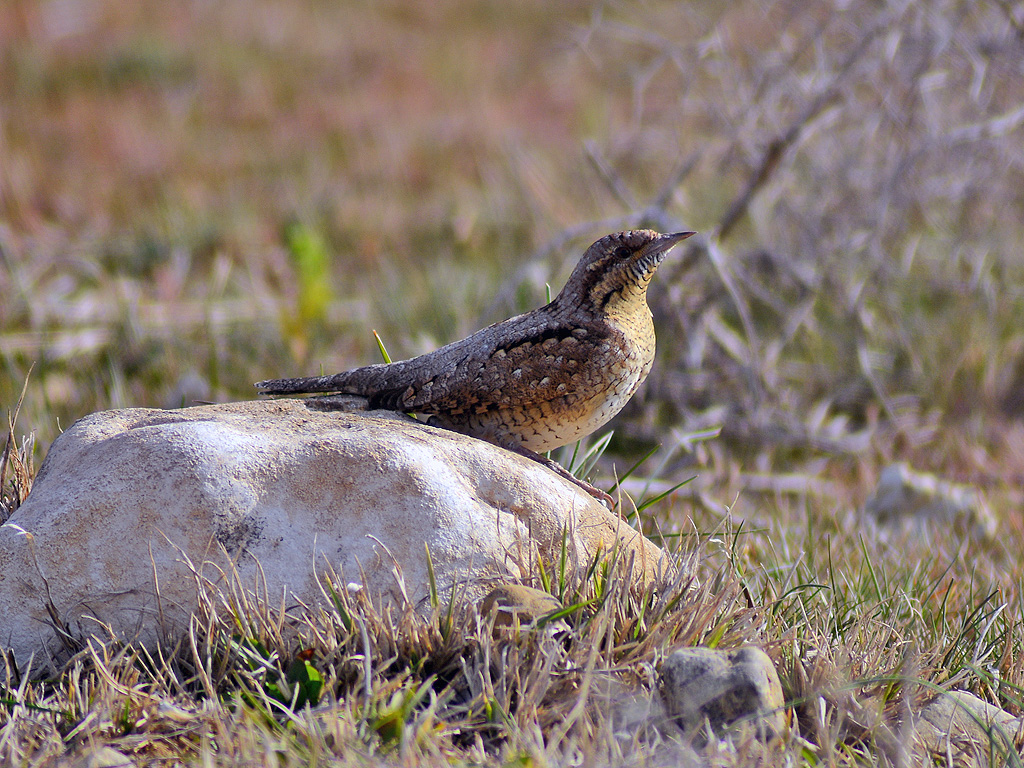 Eurasian Wryneck