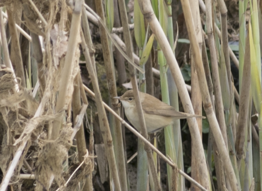 Common Reed Warbler