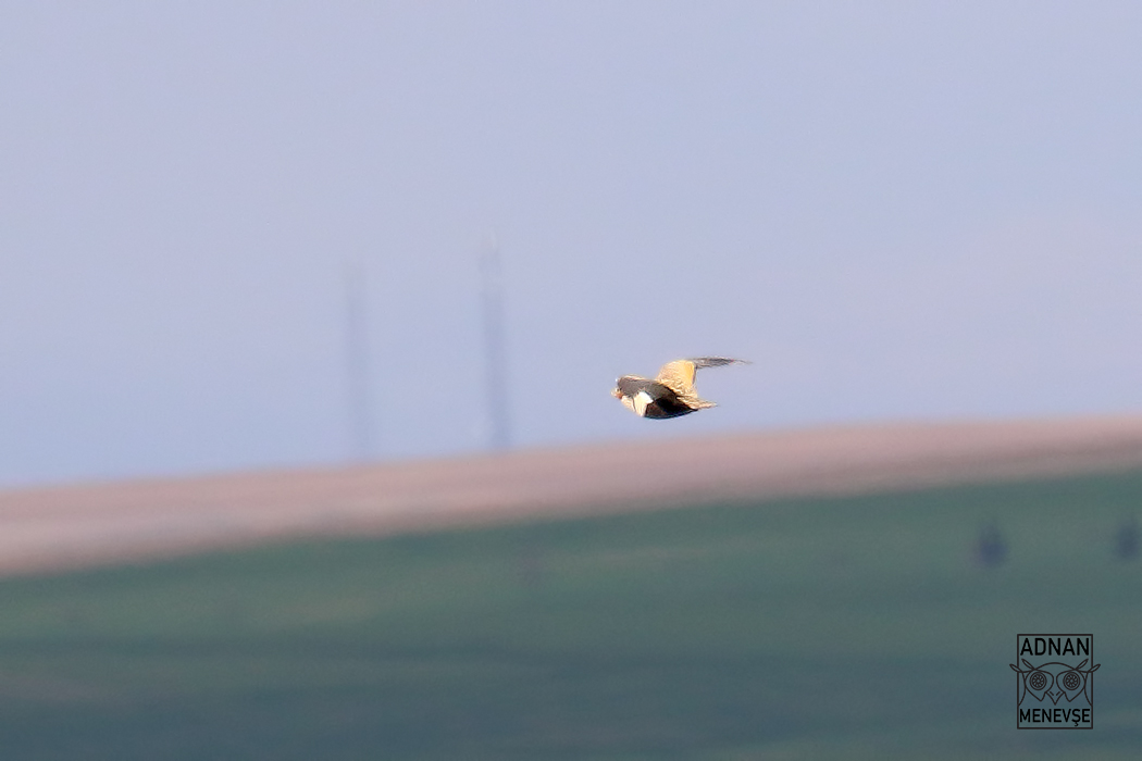 Black-bellied Sandgrouse