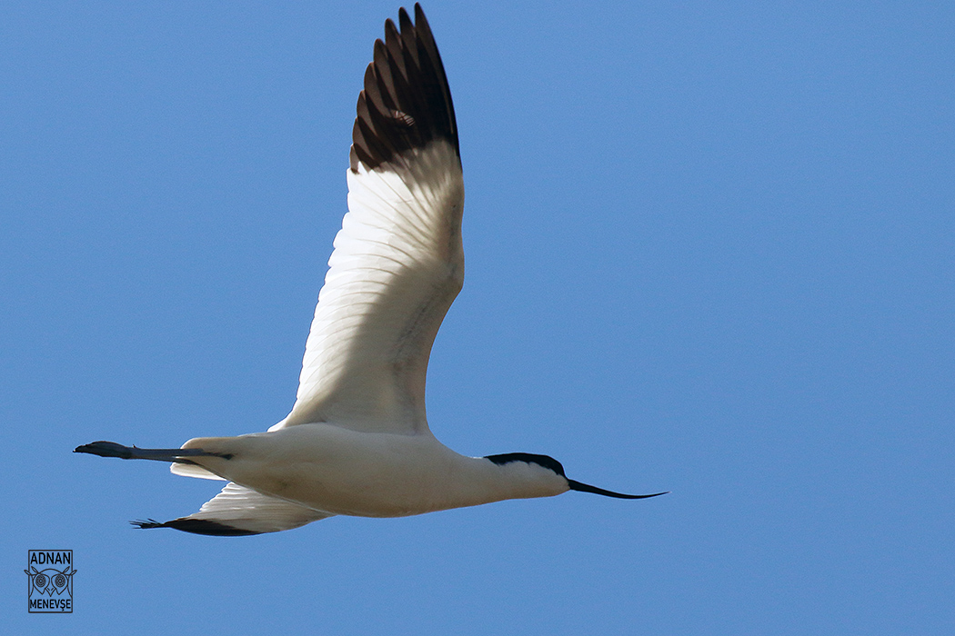 Pied Avocet
