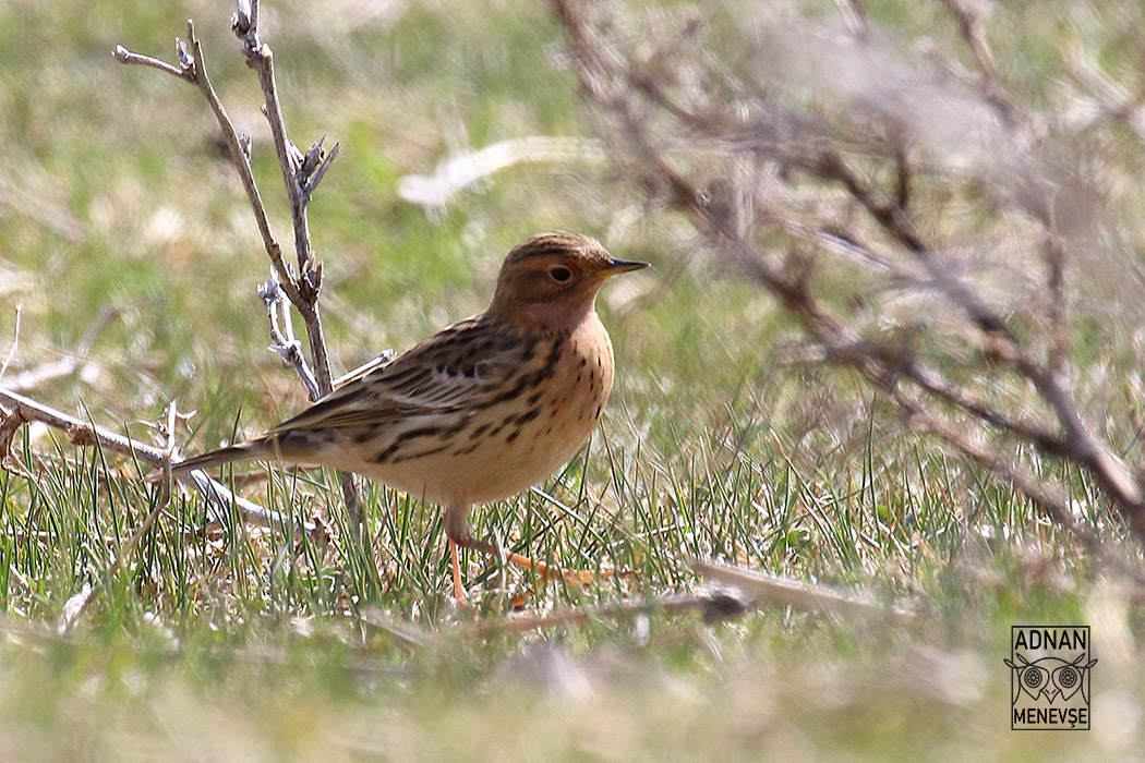 Red-throated Pipit