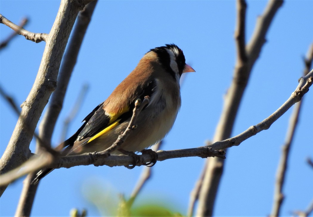 European Goldfinch