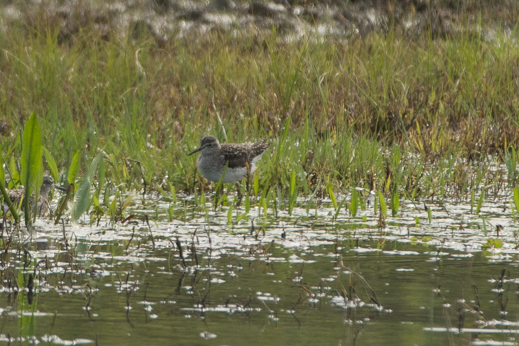 Wood Sandpiper