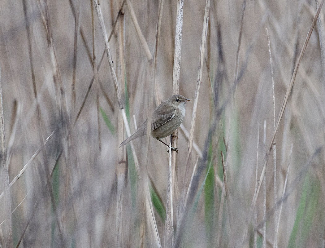 Marsh Warbler