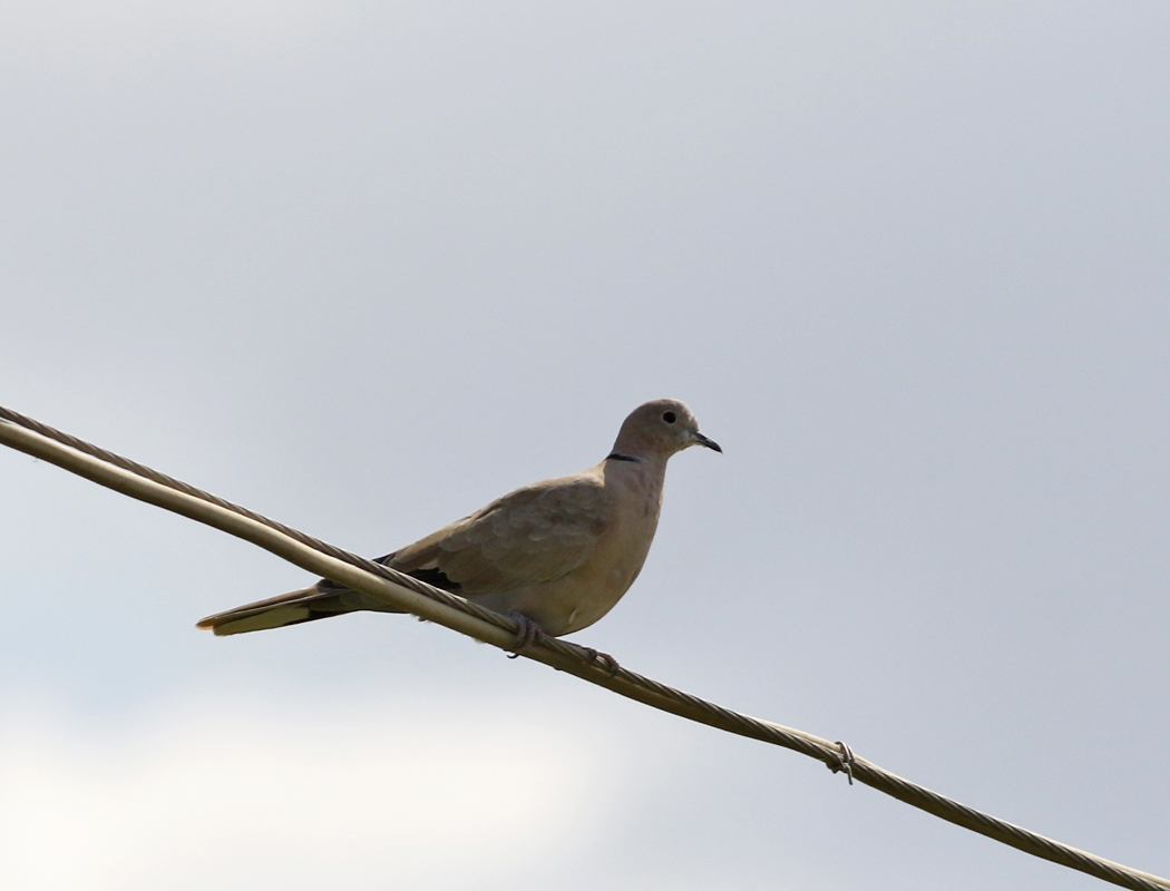 Eurasian Collared Dove