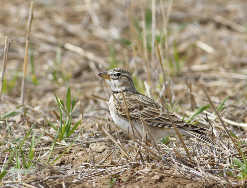 Calandra Lark