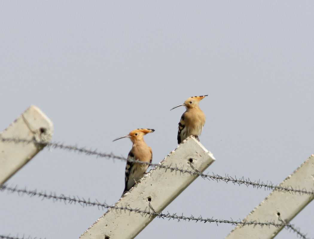 Common Hoopoe