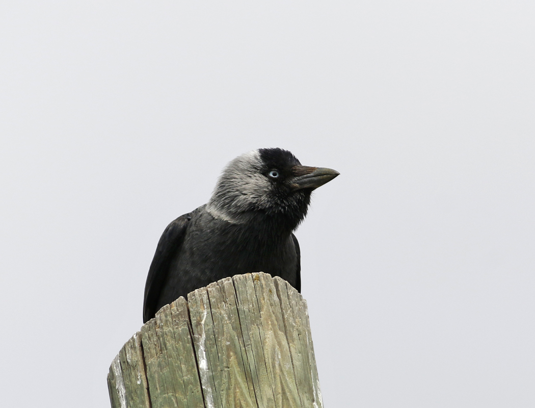 Western Jackdaw