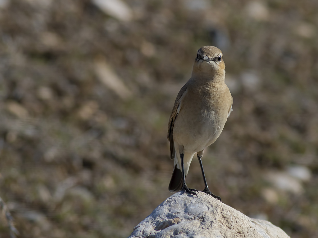 Isabelline Wheatear