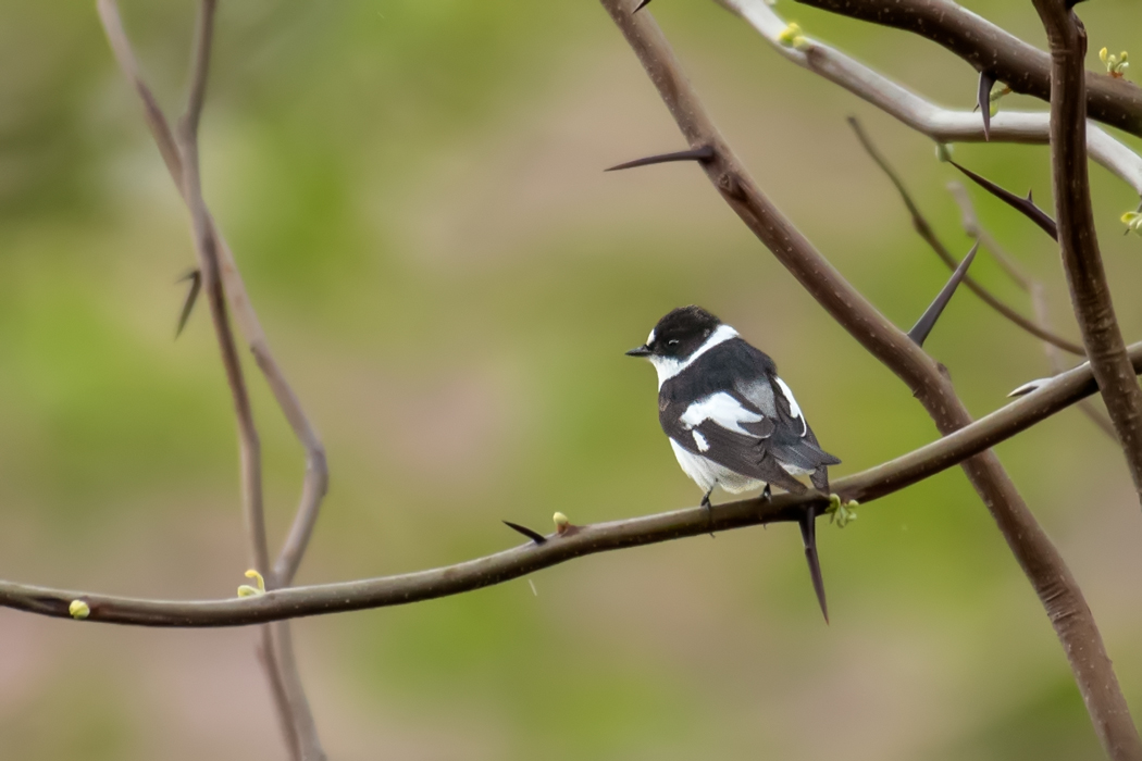 Collared Flycatcher