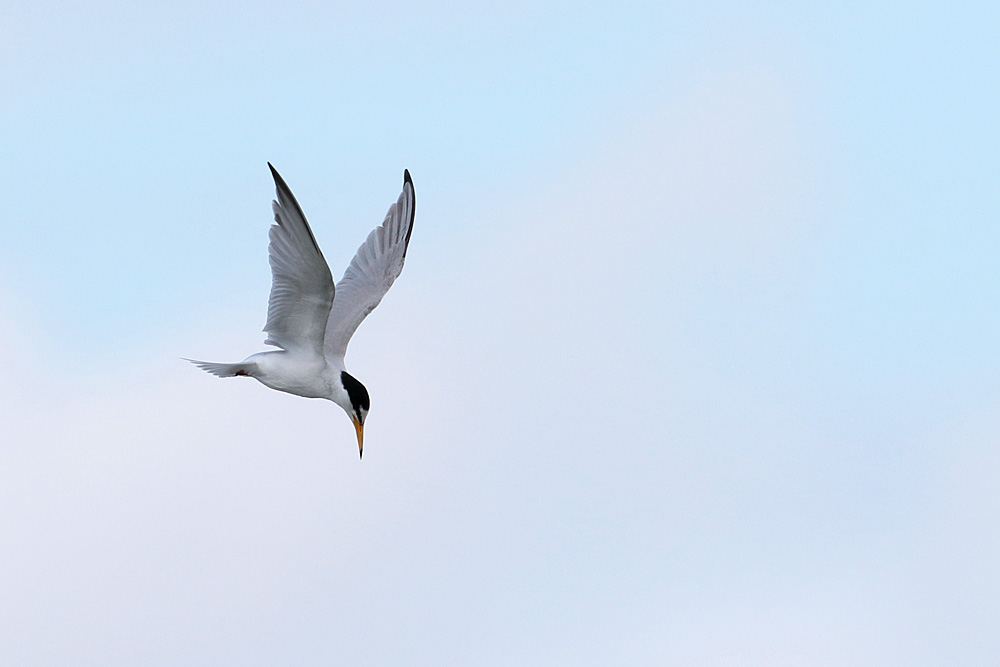 Little Tern