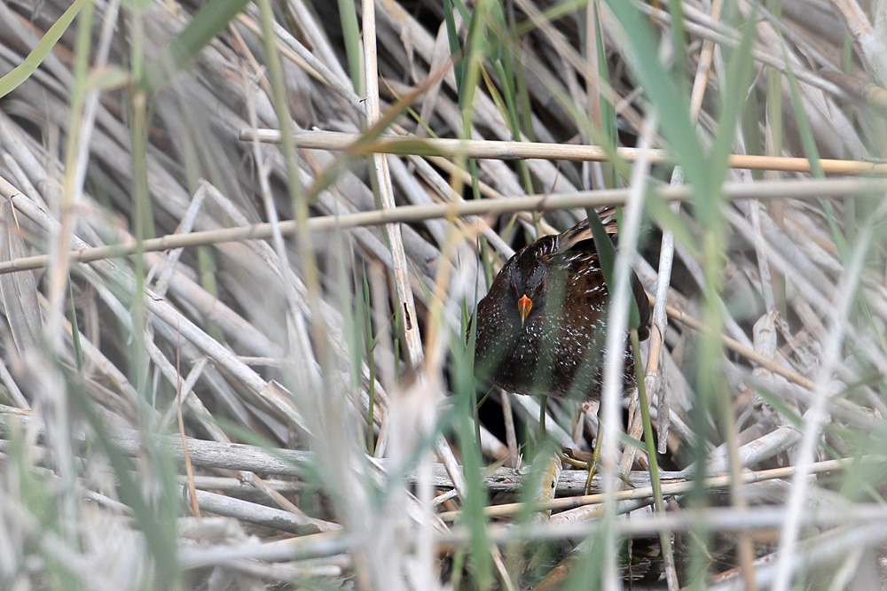 Spotted Crake
