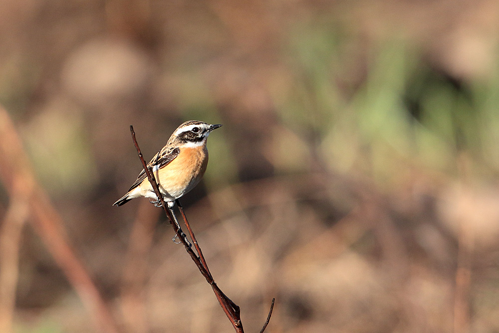 Whinchat