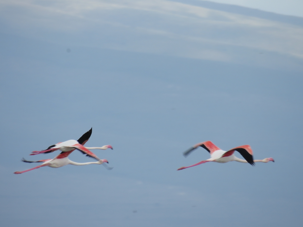 Greater Flamingo