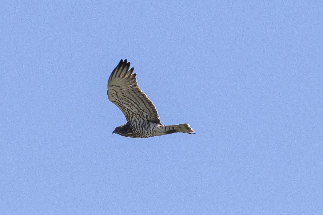 Short-toed Snake Eagle