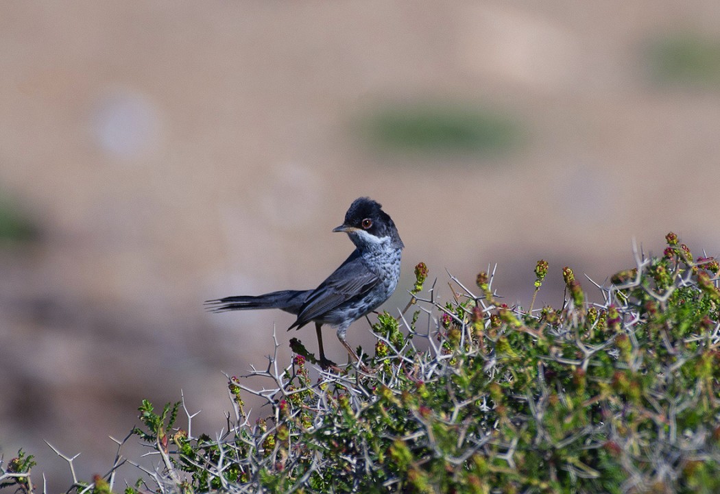 Cyprus Warbler