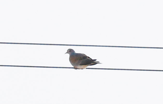 European Turtle Dove