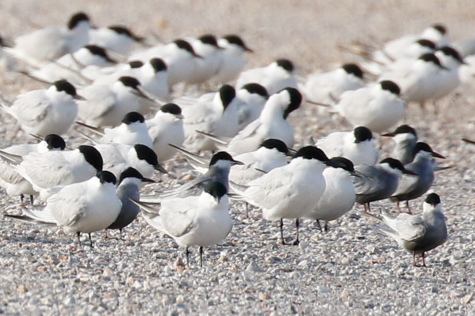 Whiskered Tern