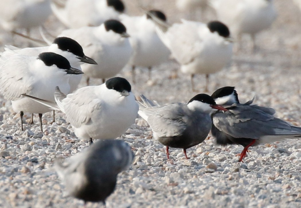 Gull-billed Tern