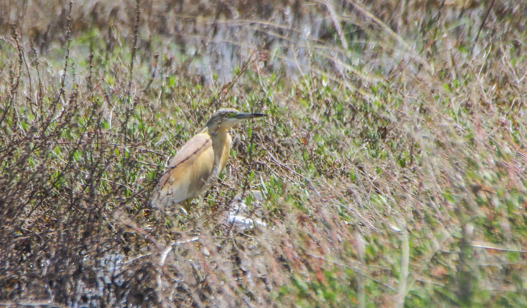 Squacco Heron