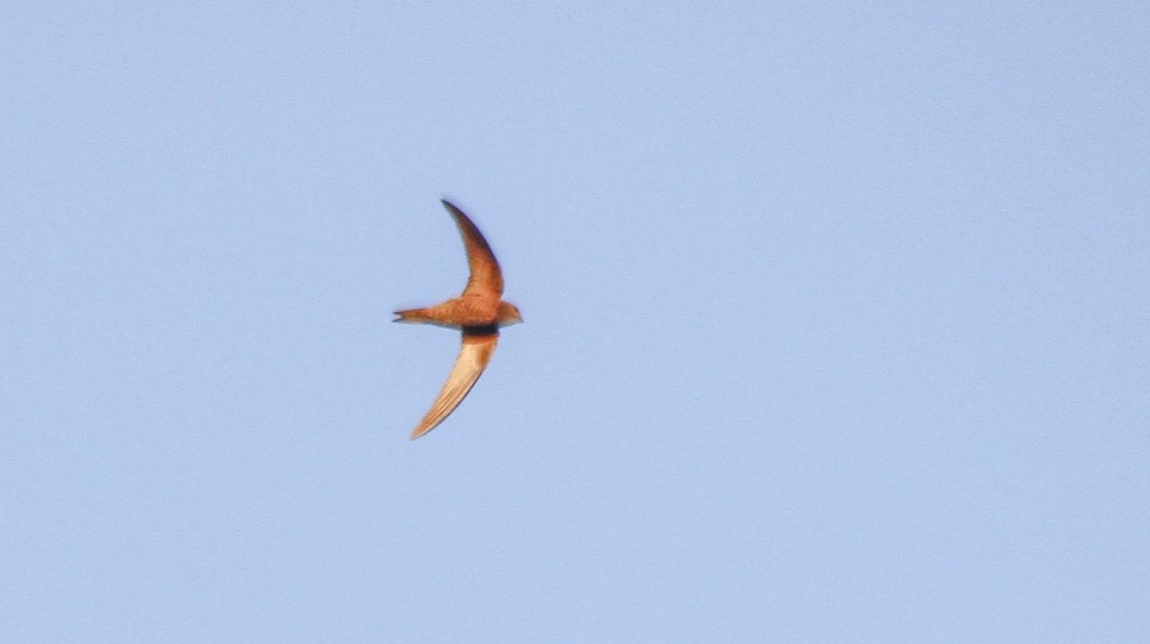 Pallid Swift