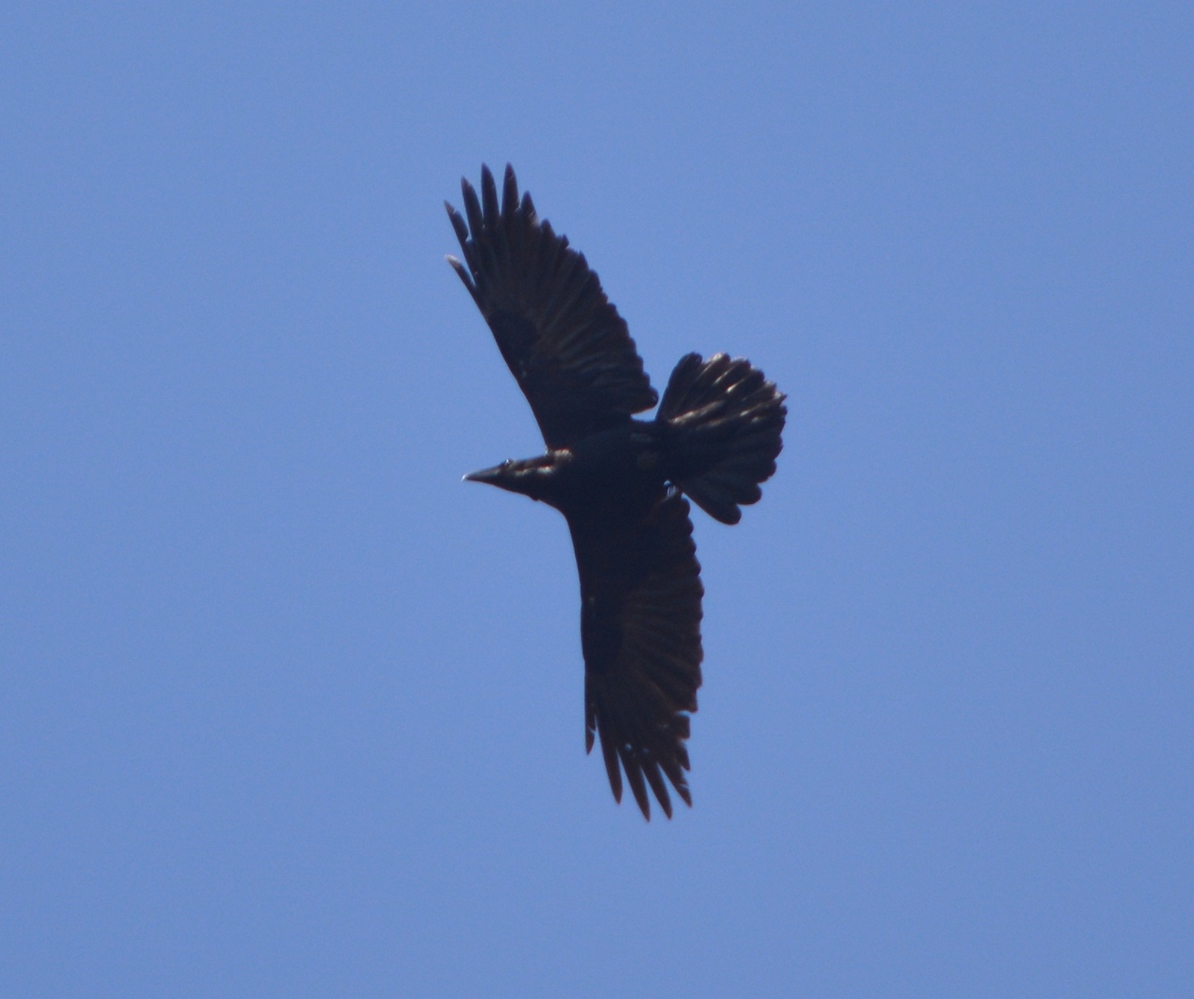 Northern Raven