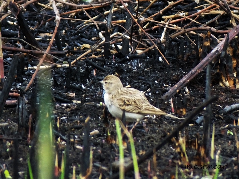 Greater Short-toed Lark