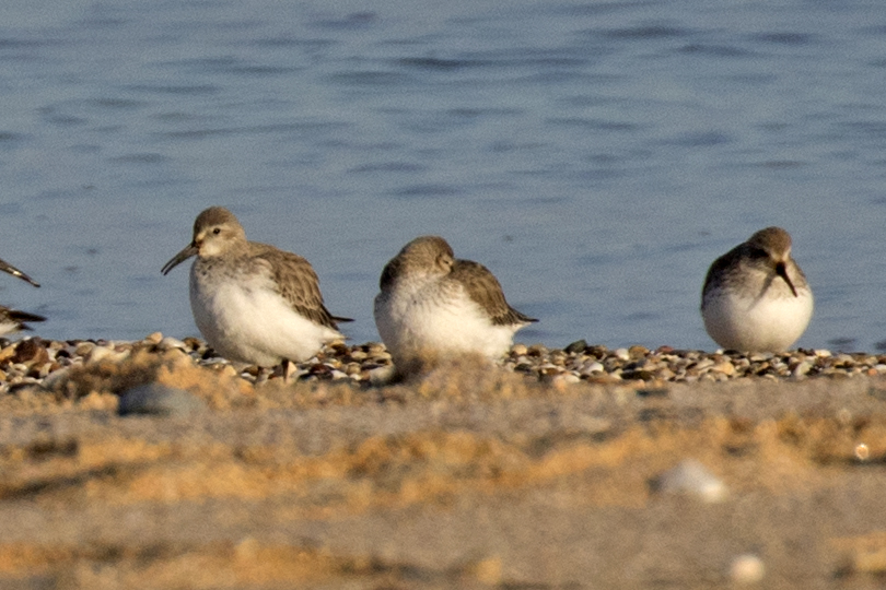 Dunlin