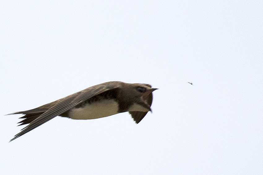 Alpine Swift